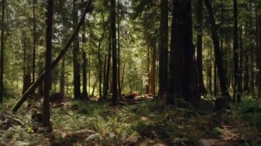 Güzel yaz ormanın içinde hareket