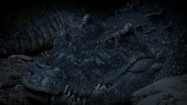Big Crocodile Öppnar Munnen Kvällen — Stockvideo