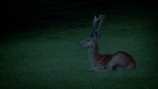 Deer Resting Grass Evening — Stock Video