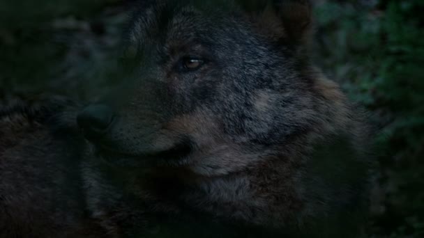 Wolf Looking Around Deep In Woods In The Evening