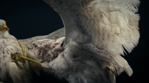 Birds Combat Taxidermy Moving Shot — Stock Video