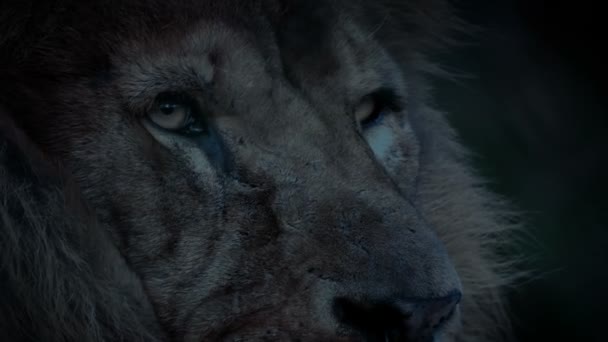Lion Looking Evening — стоковое видео