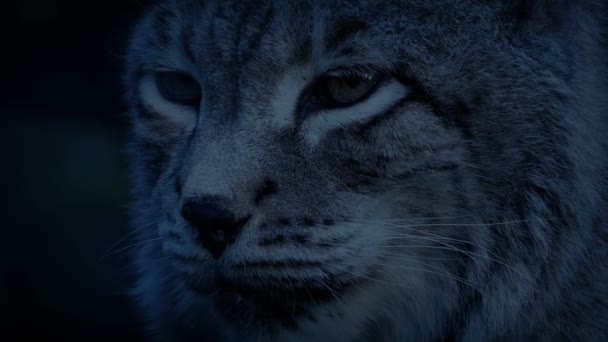 Velká Kočka Lynx Večer — Stock video