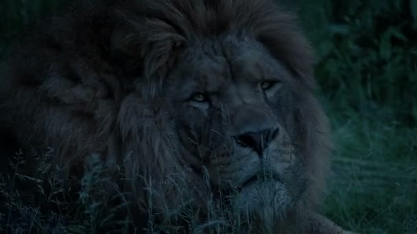 Lion Turns Looks Evening — стоковое видео
