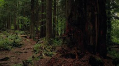 Yana doğru doğal orman yolu hareket