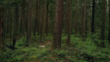 Geçmiş uzun orman ağaçları havaya hareketli
