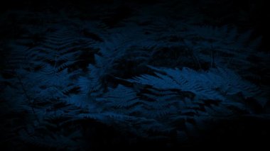 Hafif esinti gece Woodland Ferns