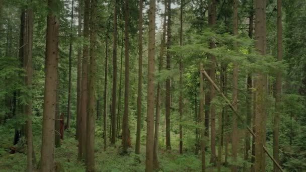 Κινείται Πλάγια Μέσα Από Πράσινο Δάσος Καλοκαίρι — Αρχείο Βίντεο
