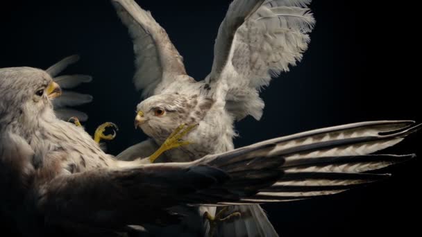 Kuşları Mücadele Doldurulmuş Hayvan Görüntüleme — Stok video
