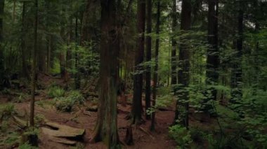 Huzurlu ormanlık yukarıda uçan