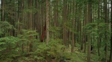 Geçmiş orman ağaçları kadar uçan