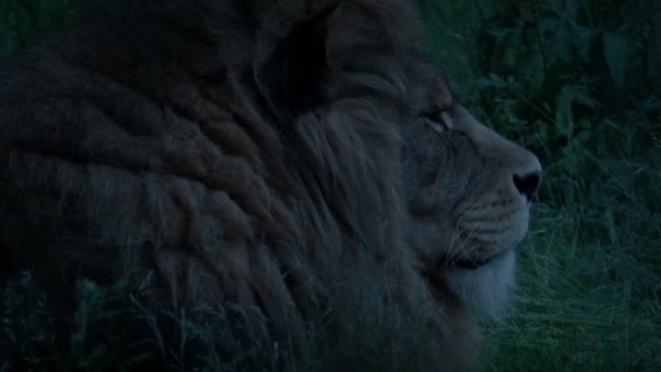 夕暮れ時に草のライオン — ストック動画