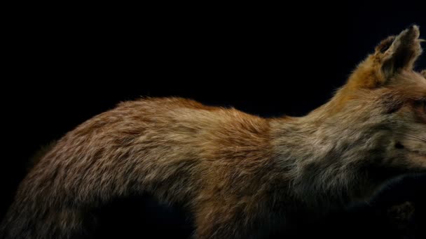 Pasando Relleno Fox Taxidermia Display — Vídeos de Stock