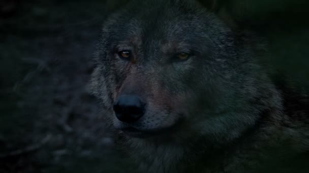 Wolf Profil Visa Kvällen — Stockvideo