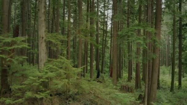 Tiro Largo Aéreo Floresta Com Muitas Árvores — Vídeo de Stock