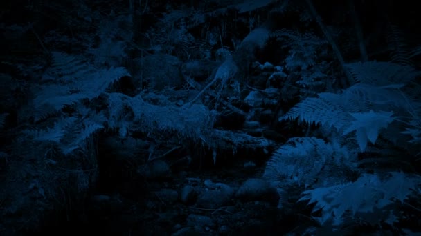 Descendre Dans Ruisseau Forestier Nuit — Video