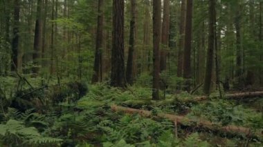 Ağaç dalları yukarıdaki orman yerden yükselen