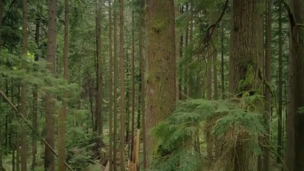 Bajando Troncos Árboles Paisaje Forestal — Vídeo de stock