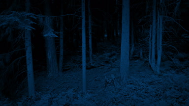 Geceleri ormanda uzun ağaçlar yukarı taşıma