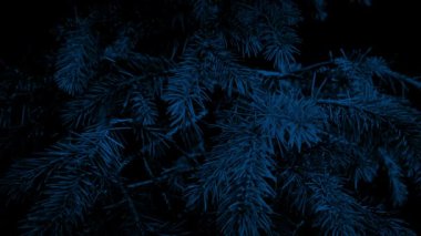 Geçen çam ağacı, gece portre