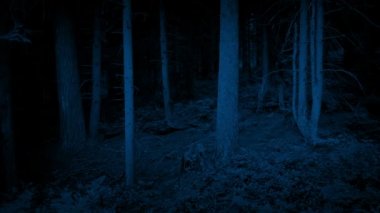 Karanlıkta geçen Woodland