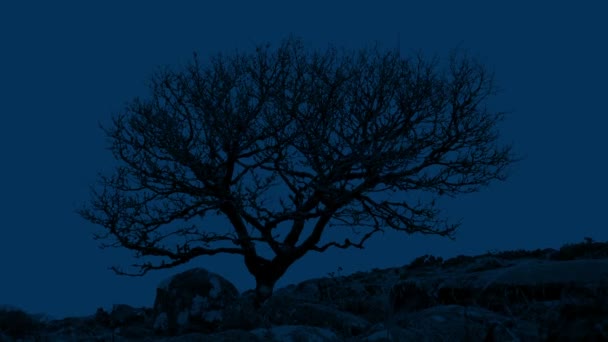 夜の岩の多い風景で節くれだったツリー — ストック動画