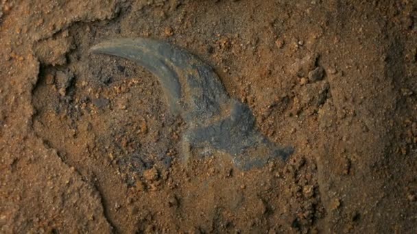 Velociraptor Claw Fossil Napowietrznych Ujęcia — Wideo stockowe