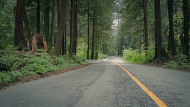 Atravessando Estrada Através Floresta — Vídeo de Stock