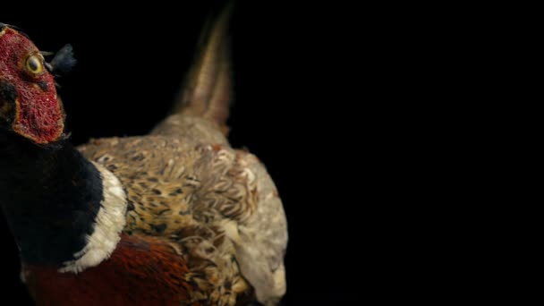 Angry Pheasant Stuffed Animal Taxidermy — Stock Video