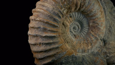 Geçen büyük Jurassic deniz kabuğu