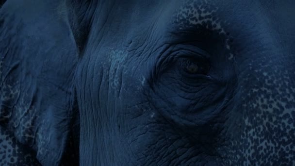 Elefante Mirando Alrededor Noche — Vídeos de Stock