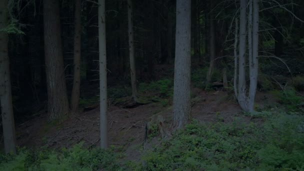 Passando Pela Floresta Entardecer — Vídeo de Stock