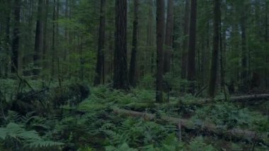 Akşam ağaçlar için orman zeminine yükselen