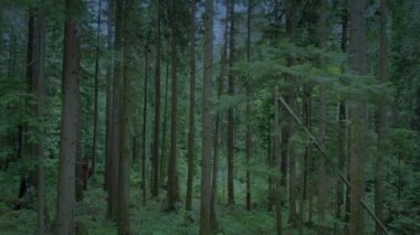 Gece karanlığında ağaçların arasından süzülerek