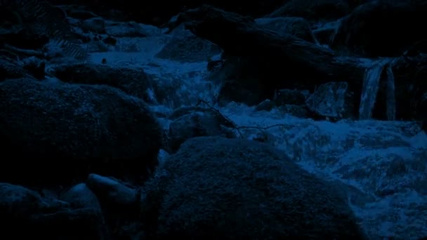 Перемещение Вдоль Лесного Ручья Ночью — стоковое видео