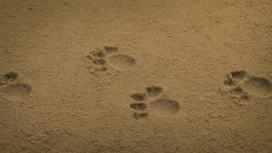 Geçen hayvan pati izlerini kum