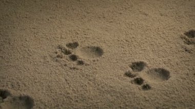 Pati izlerini küçük hayvan