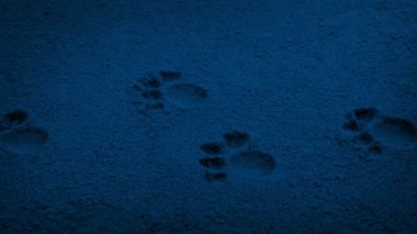 Geçen küçük pati izlerini karanlıkta