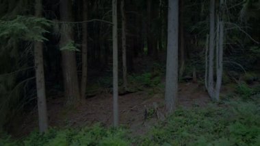 Akşam son karanlık orman kadar yükselen