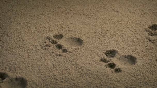 Paw Prints Van Klein Dier — Stockvideo