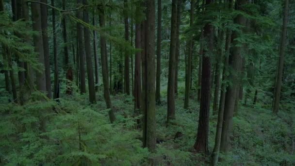 Прохождение Живописного Леса Вечернее Время — стоковое видео