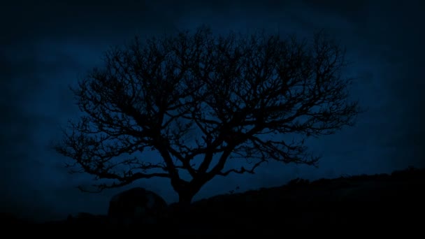 夜の風が山に単一の頑丈なツリー — ストック動画