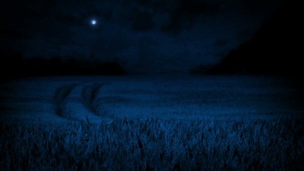 Corn Field Moonlight — Stock Video