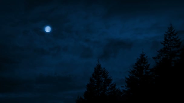 Céu Noturno Passando Por Cima Das Árvores — Vídeo de Stock