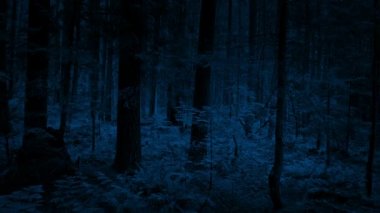 Geceleri ormanlık bitkiler üzerine taşıma