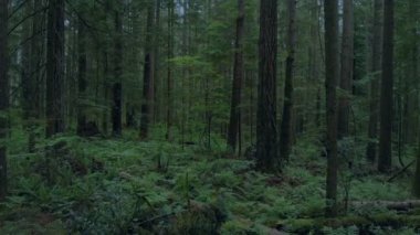 Akşam yoğun orman yavaşça