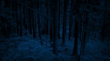 Yüksek son Woodland geceleri uçan