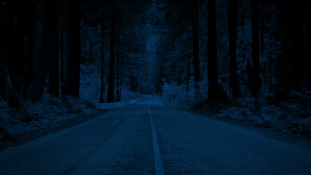 Levantarse Por Encima Carretera Forestal Por Noche — Vídeo de stock