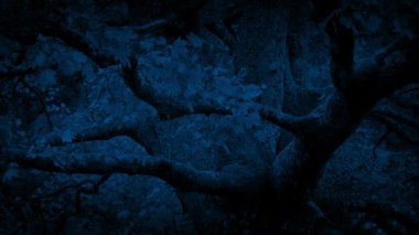 Yapraklı ağaç dalları Breeze geceleri