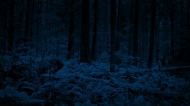 Yerden yükselen ağaç dalları için geceleri